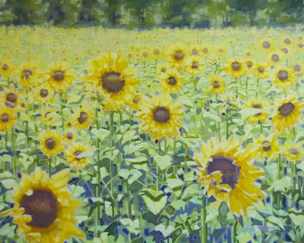 A field of sunflowers stretching back to a line of trees, by Alan Robinson
